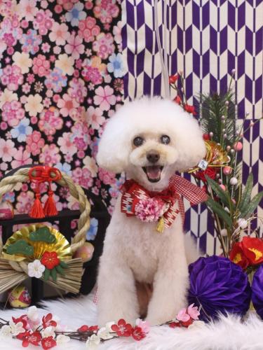 20250117ピッピちゃん